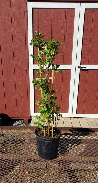 (2x bid) CLIMBING ROSE RED FOURTH OF JULY