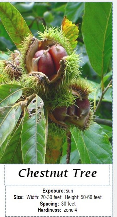 CHESTNUT TREE