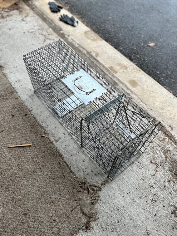Animal Trap