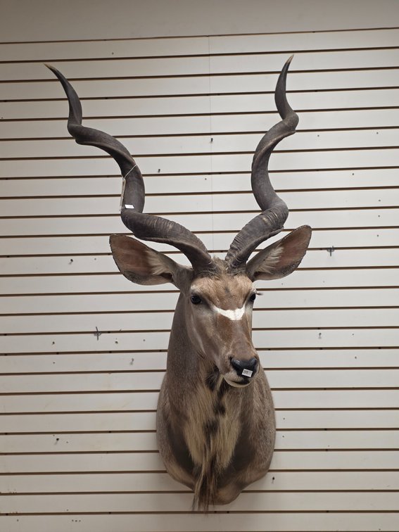 (R) Kudu Shoulder Mount