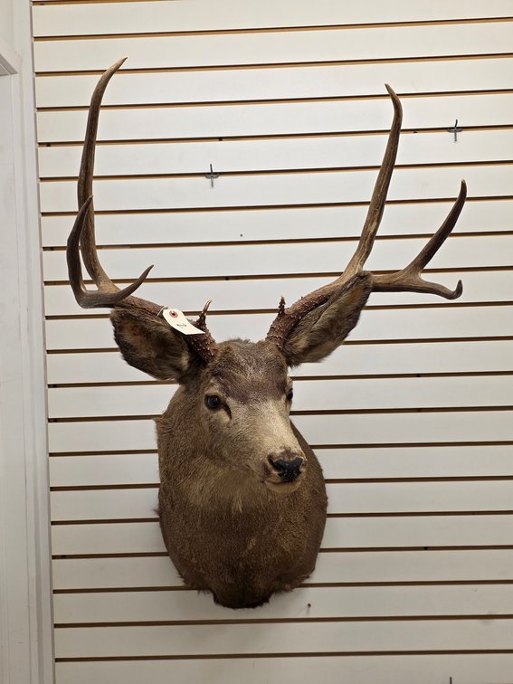 8pt Mule Deer Shoulder Mount