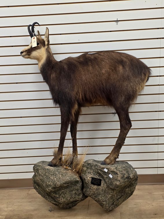 (R) Chamois Full Body Mount