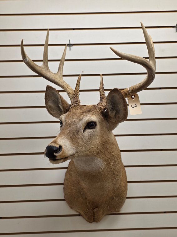 8pt Whitetail Shoulder Mount
