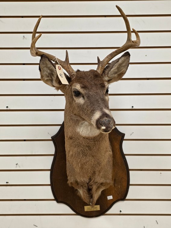 8pt Whitetail Shoulder Mount