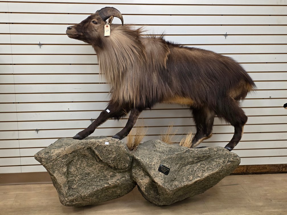 (R) Himalayan Tahr Full Body Mount