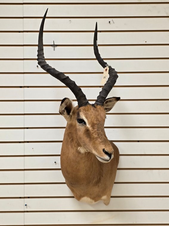 (R) Impala Shoulder Mount