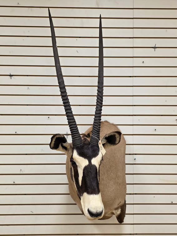 (R) Gemsbok Shoulder Mount