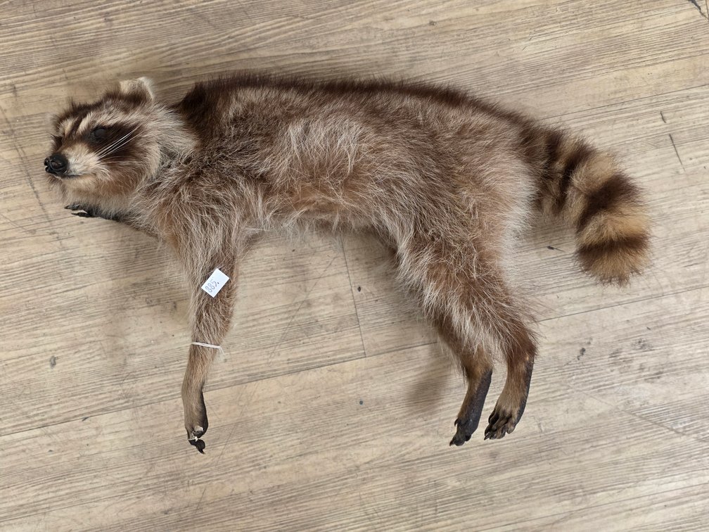 Raccoon Full Body Mount