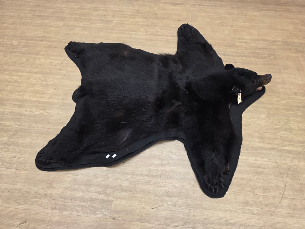 Black Bear Hide on Felt