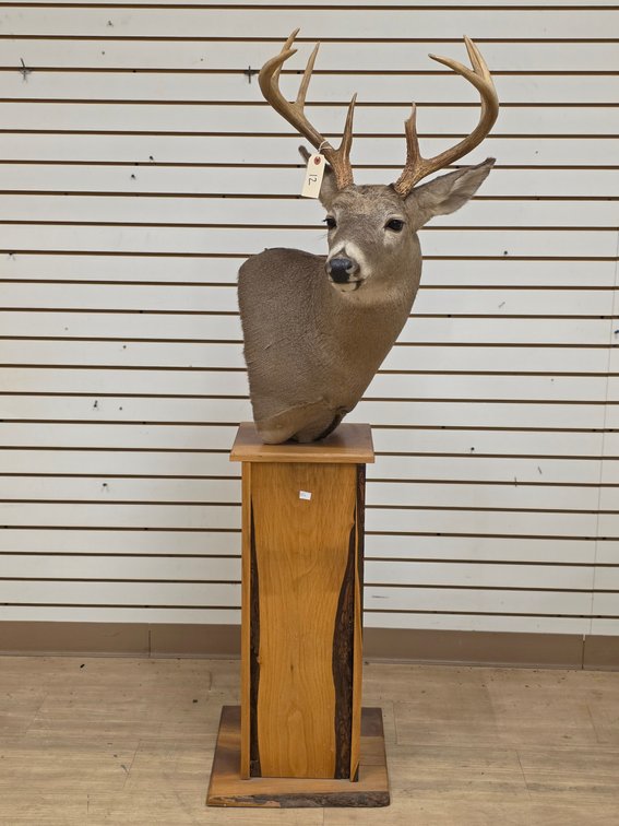 8pt Whitetail Shoulder Mount on Pedestal