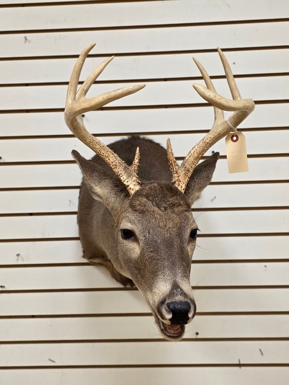 8pt Whitetail Shoulder Mount