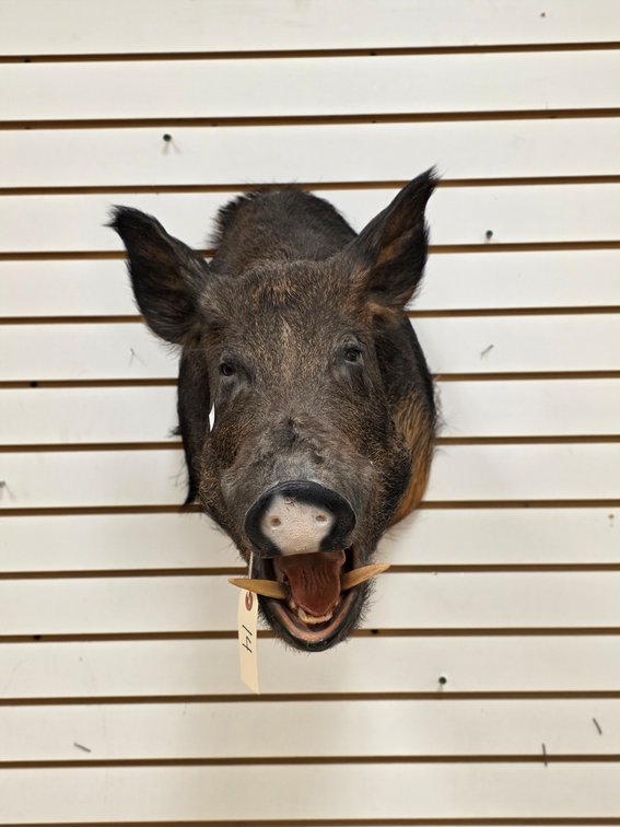 Wild Boar Shoulder Mount