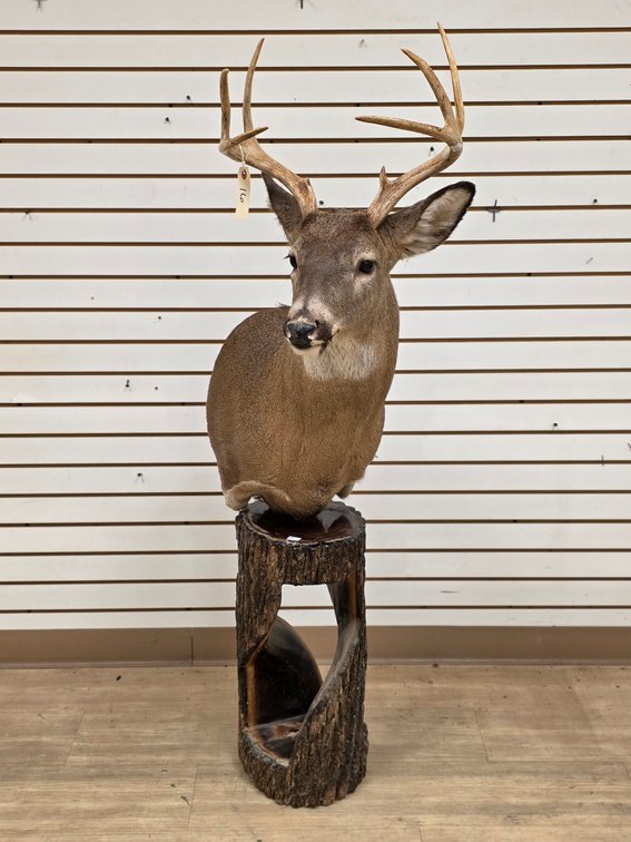 8pt Whitetail Shoulder Mount on Pedestal