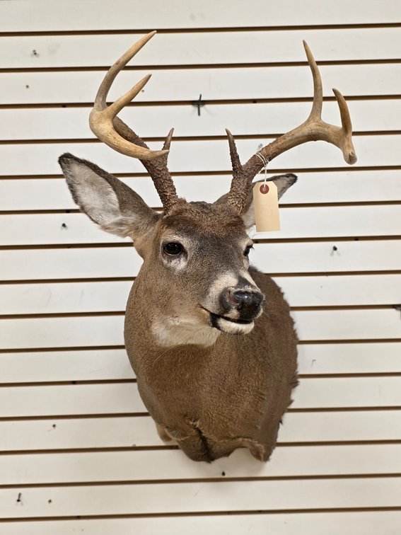8pt Whitetail Shoulder Mount