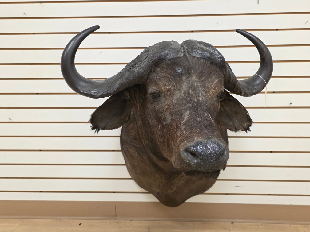 (R) Water Buffalo Shoulder Mount