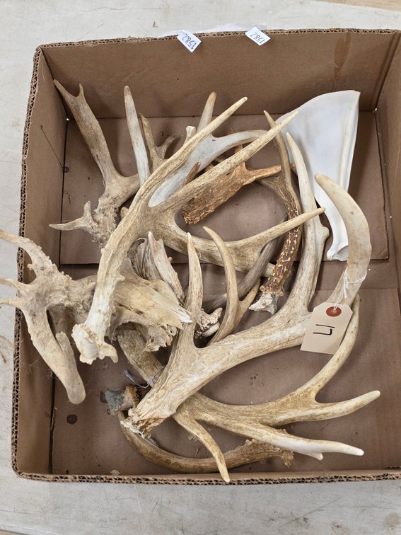 Lot of Assorted Antlers/Sheds