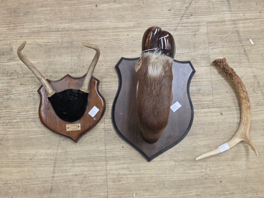 Antlers & Elk Hoof Coat Hanger