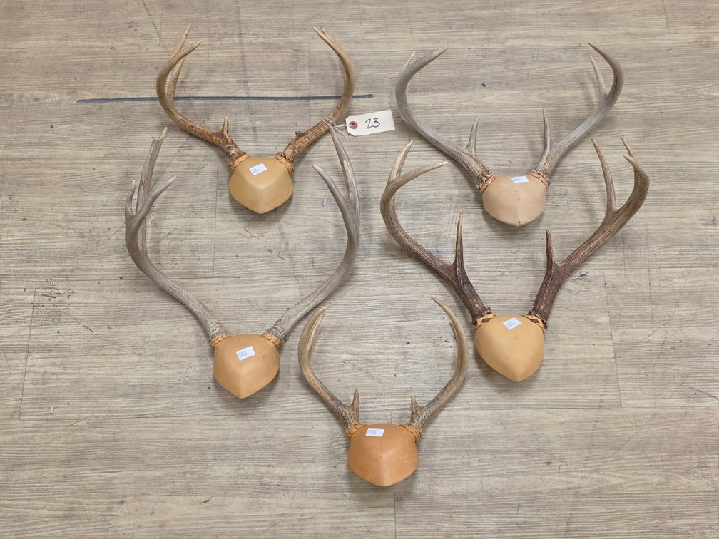 (5) Antler Mounts
