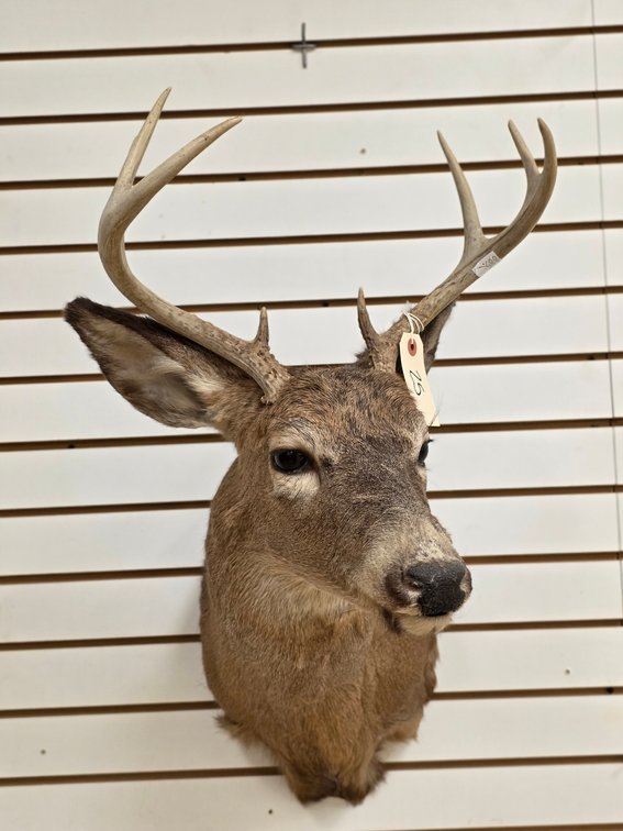 8pt Whitetail Shoulder Mount