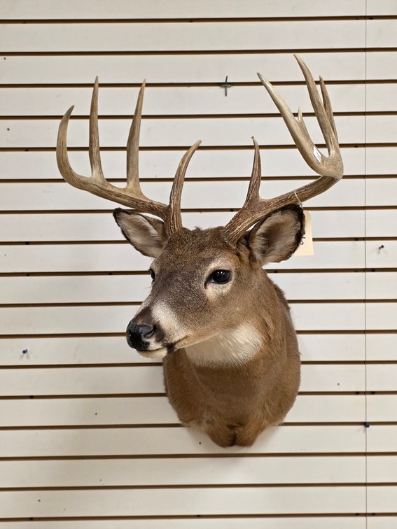 9pt Whitetail Shoulder Mount