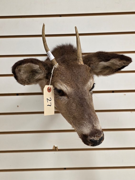Spike Mule Deer