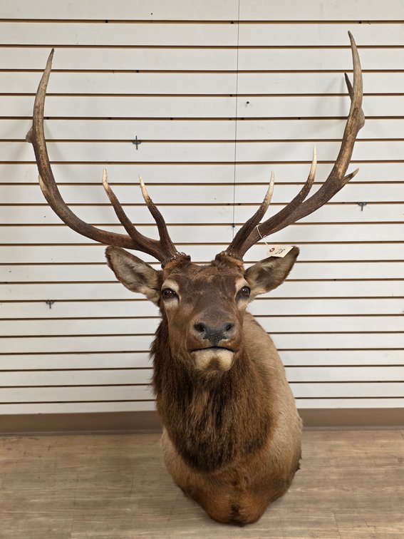 6x6 Elk Shoulder Mount