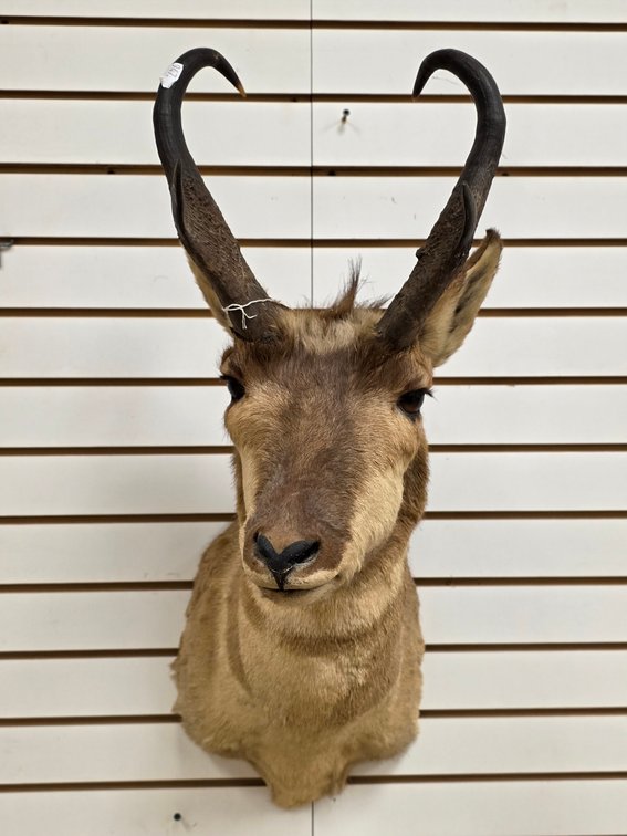 Pronghorn Antelope Shoulder Mount