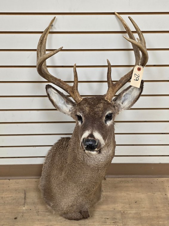 8pt Whitetail Shoulder Mount