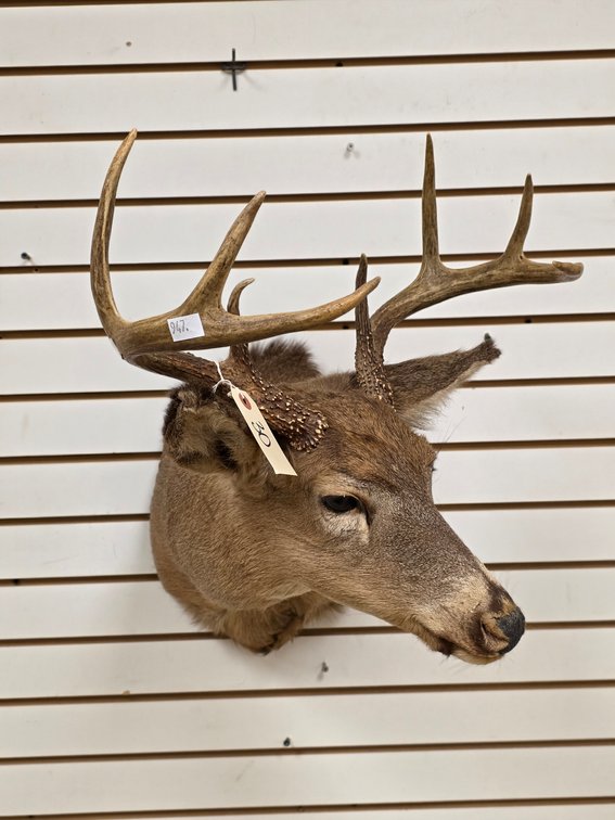 8pt Whitetail Shoulder Mount