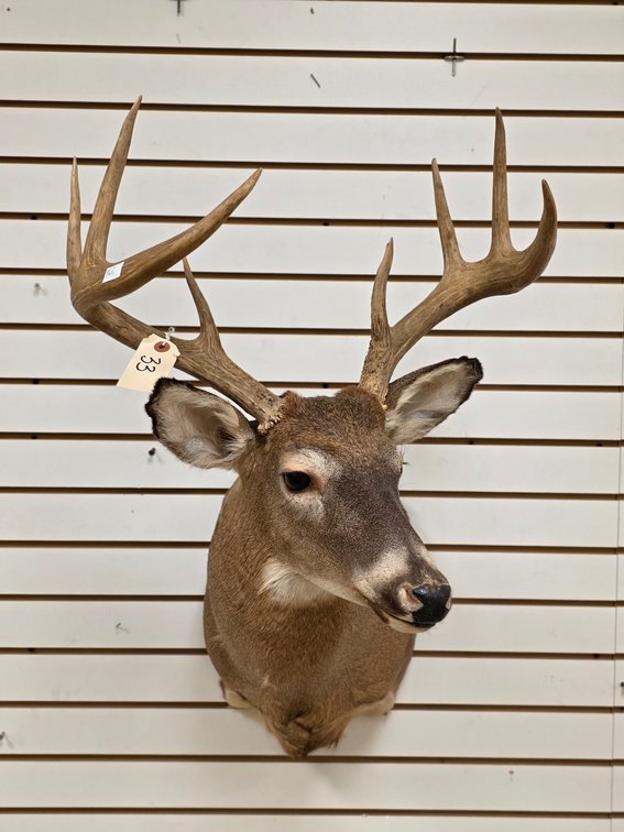 8pt Whitetail Shoulder Mount