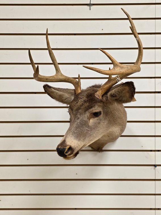 9pt Mule Deer Shoulder Mount