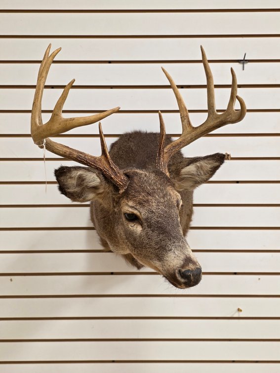 10pt Whitetail Shoulder Mount