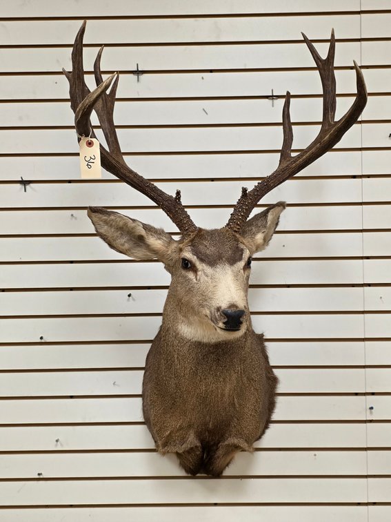 12pt Mule Deer Shoulder Mount