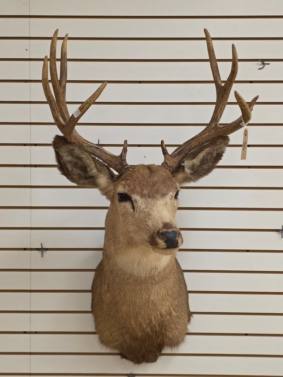 10pt Mule Deer Shoulder Mount
