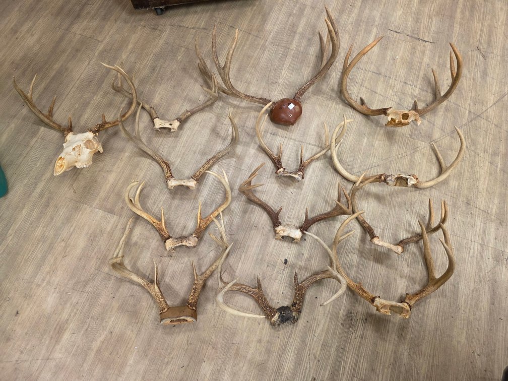 (12) Antler Mounts & (1) European
