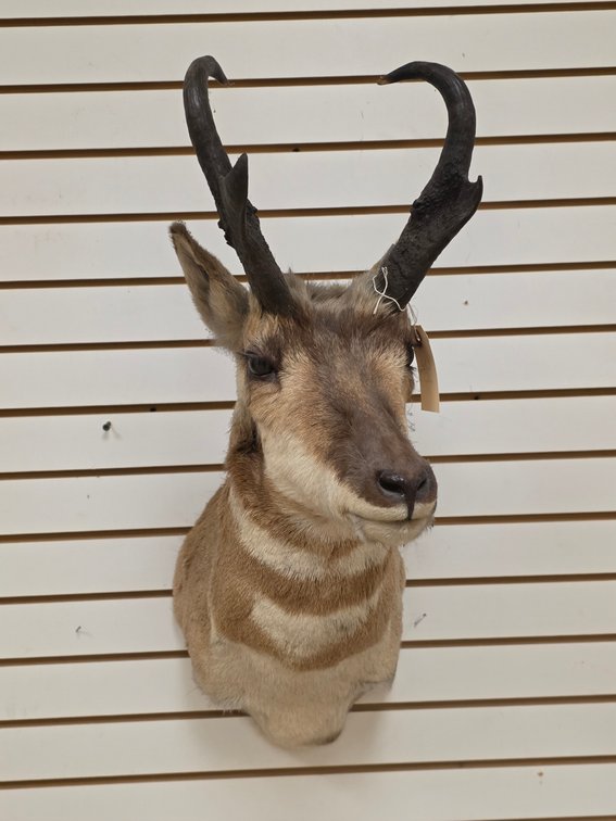 Pronghorn Antelope Shoulder Mount