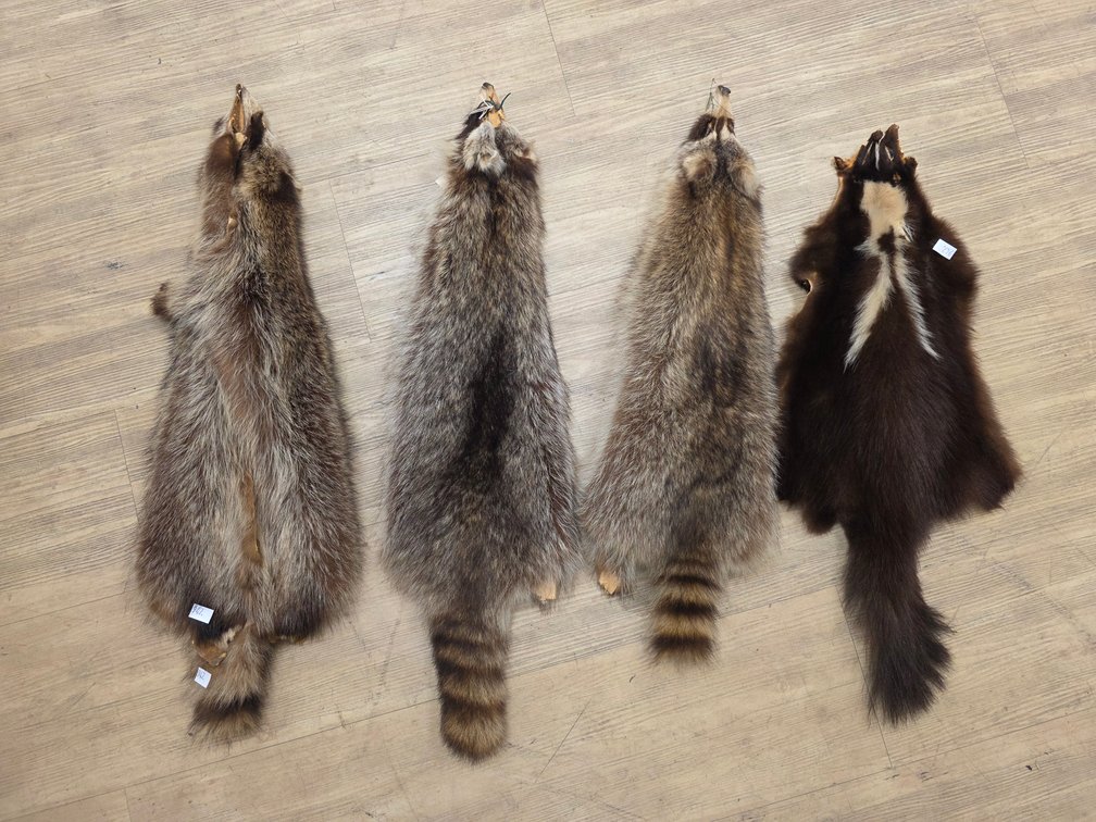 (3) Raccoon & (1) Skunk Hide