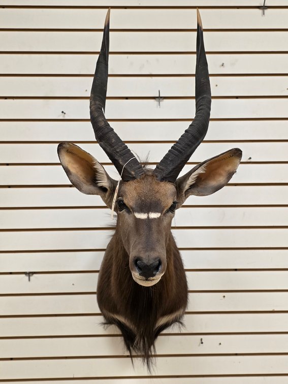 (R) Nyala Shoulder Mount