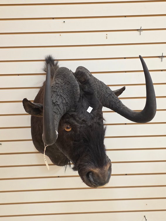 (R) Black Wildebeest Shoulder Mount