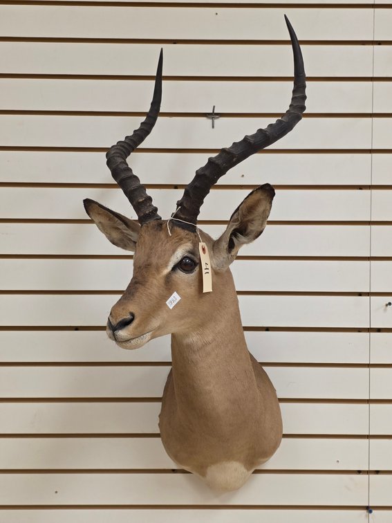 (R) Impala Shoulder Mount