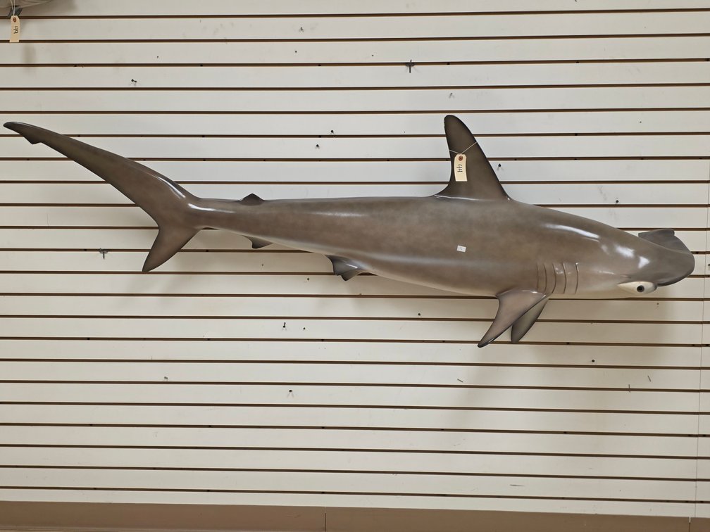 Hammer Head Shark Full Body Mount