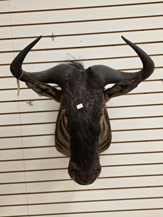 (R) Blue Wildebeest Shoulder Mount