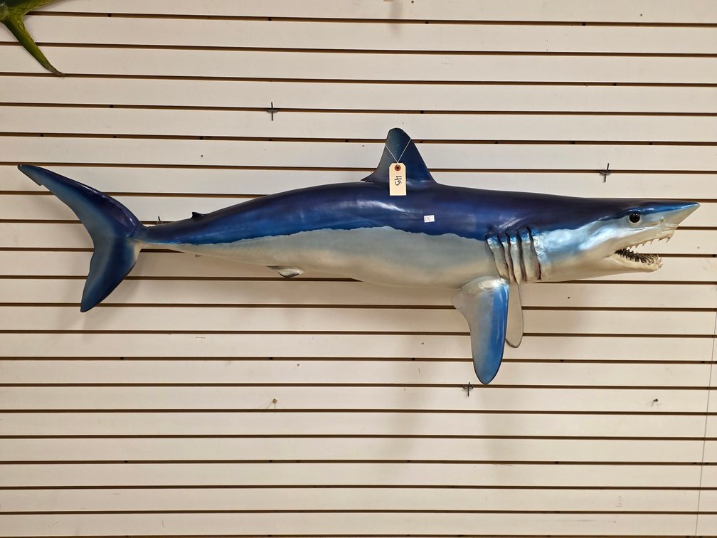 Mako Shark Full Body Mount