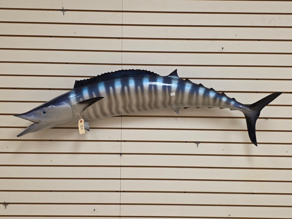 Wahoo Fish Full Body Mount