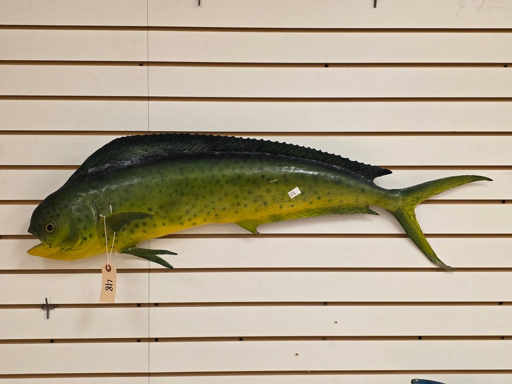 Mahi Mahi Full Body Mount