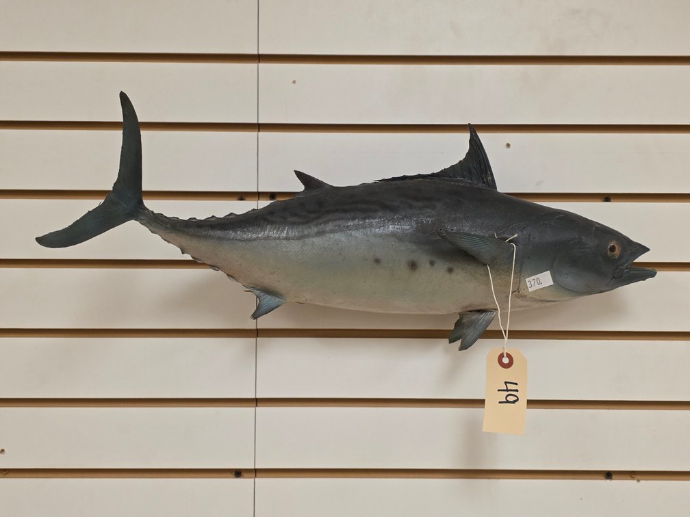 Kingfish (King Mackarel) Full Body Mount