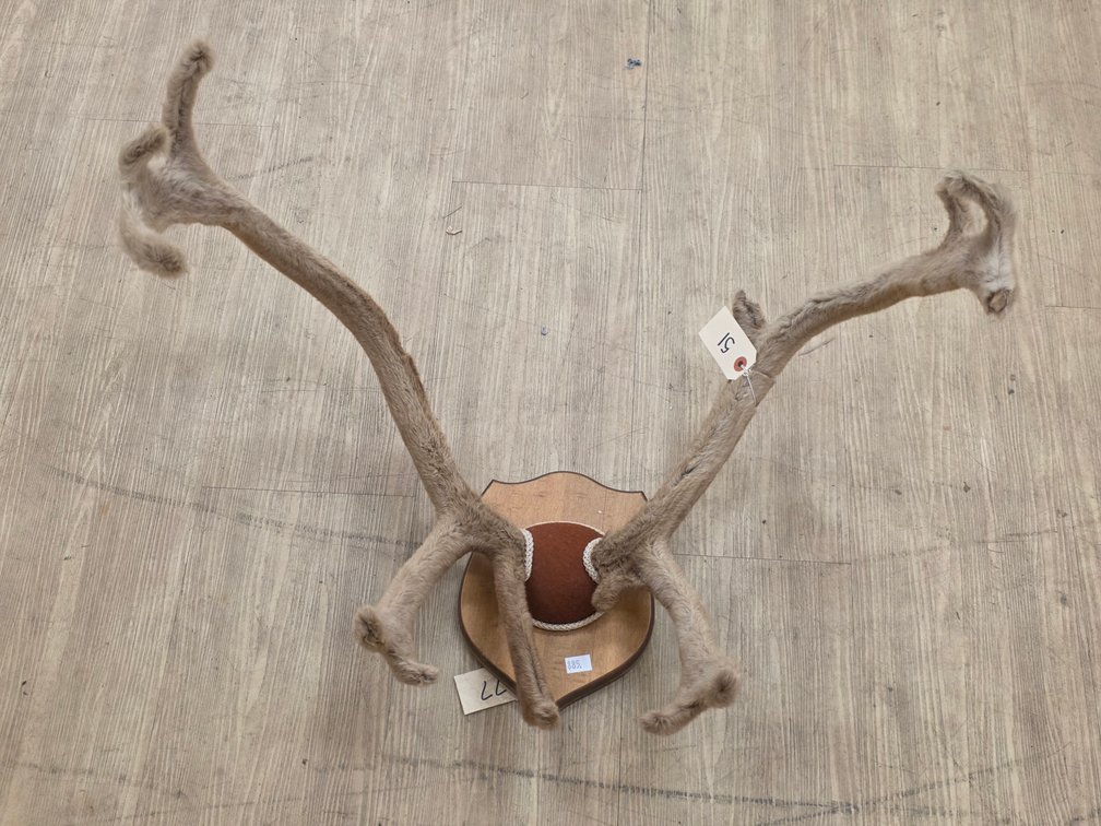 Caribou Antler Mount in Velvet