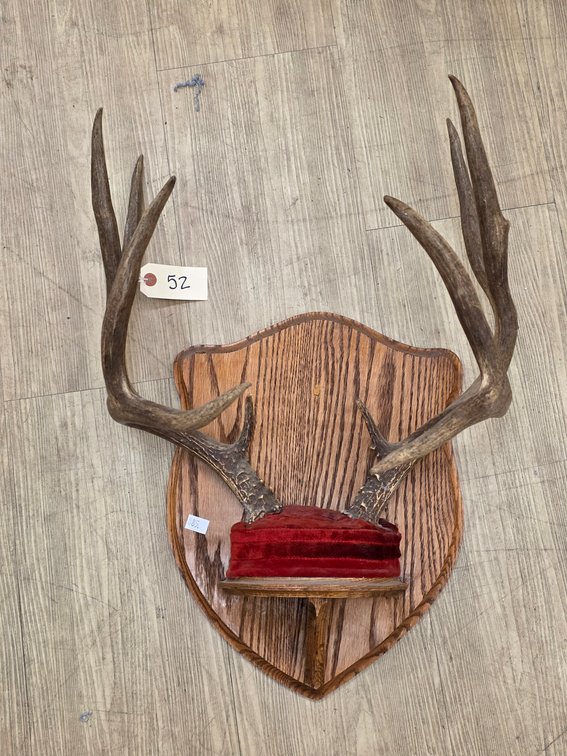 10pt Mule Deer Antler Mount