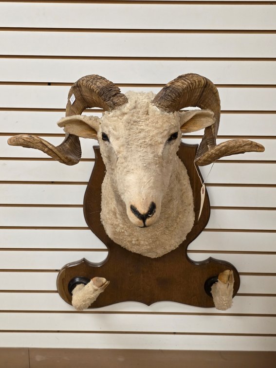 Dorset Sheep Shoulder Mount w/ Feet