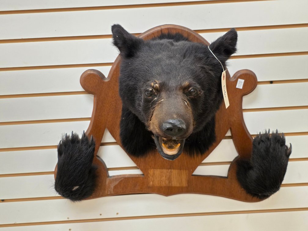 Black Bear Shoulder Mount w/ Feet